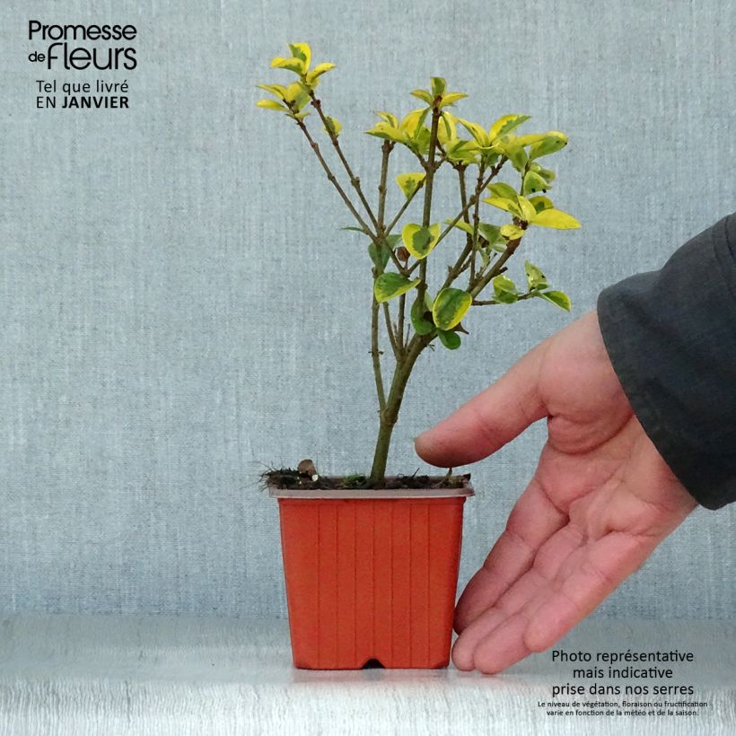 Spécimen de Troène doré  - Ligustrum ovalifolium Aureum Godet de 8/9 cm tel que livré en hiver