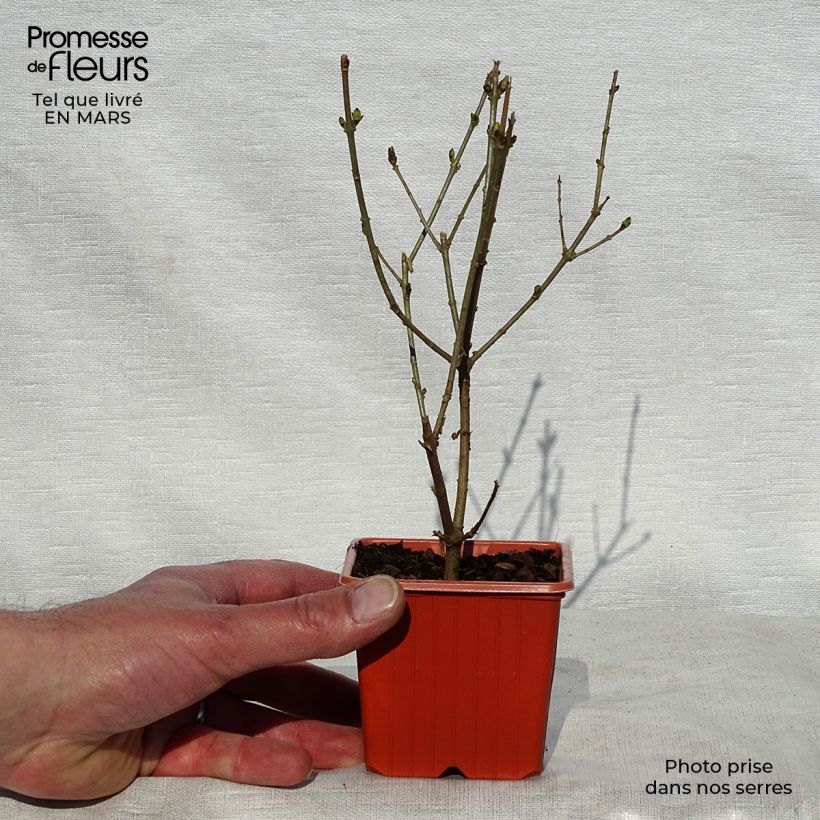 Spécimen de Troène doré  - Ligustrum ovalifolium Aureum Godet de 8/9 cm tel que livré au printemps