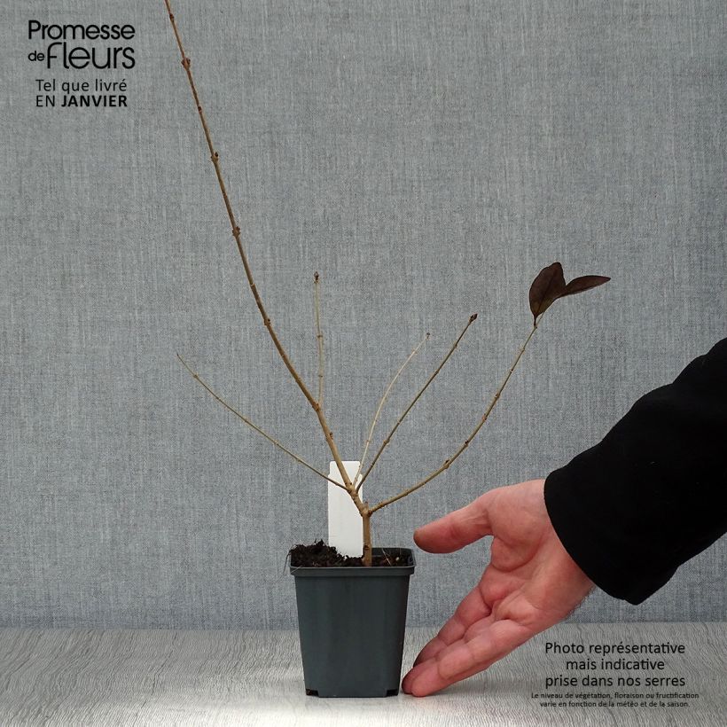 Spécimen de Troène doré - Ligustrum vicaryi  Godet de 8/9 cm tel que livré en hiver
