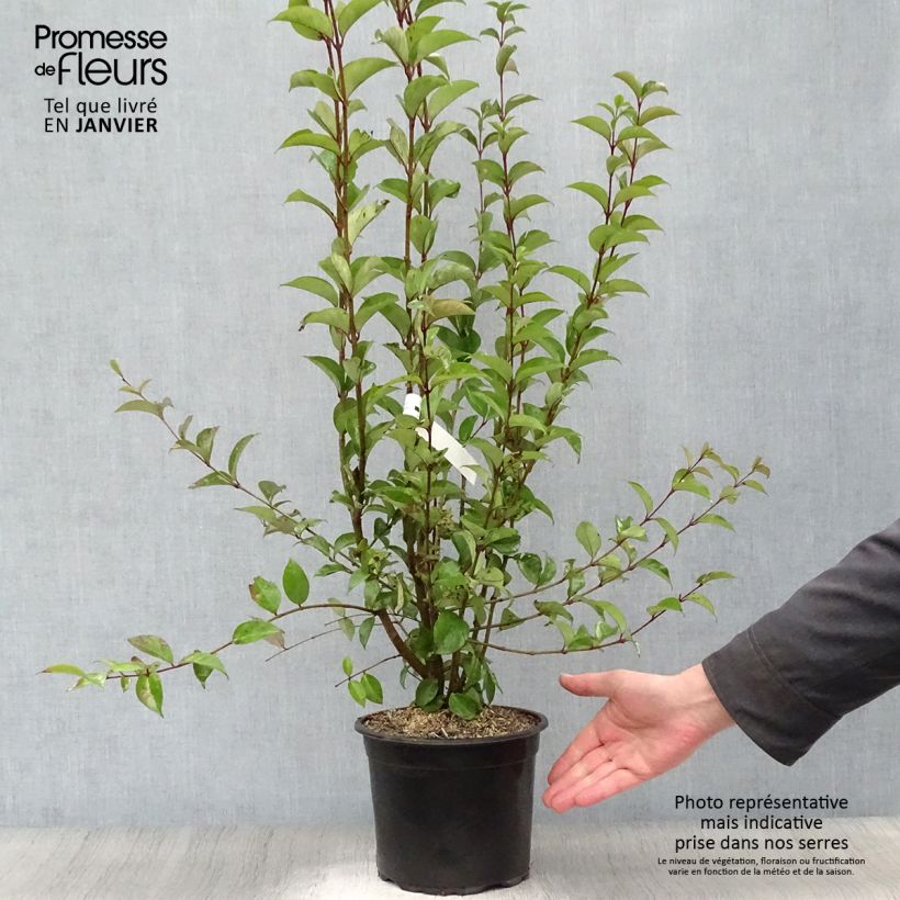 Spécimen de Troène du Japon - Ligustrum japonicum Pot de 1,5L/2L tel que livré en hiver