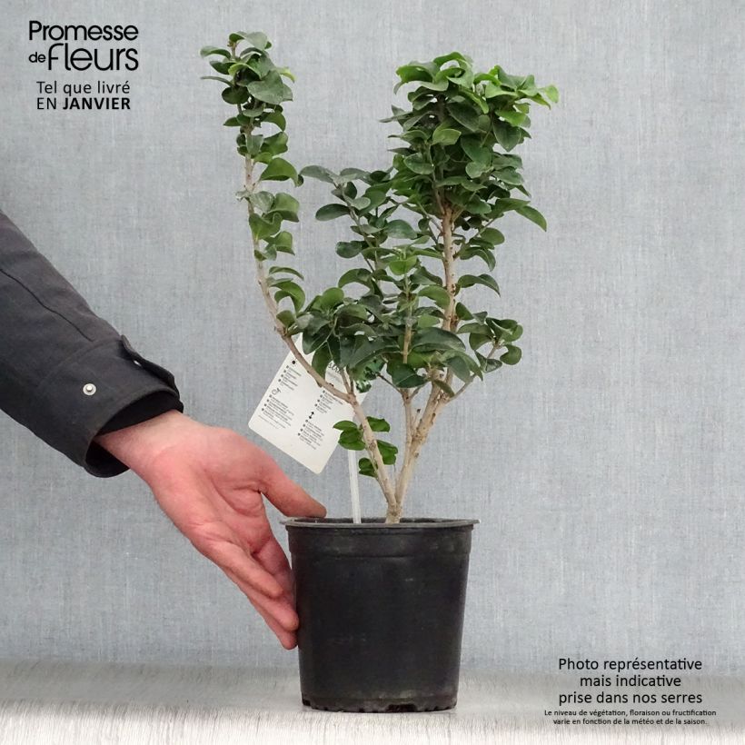 Spécimen de Troène du Japon - Ligustrum japonicum Rotundifolium Pot de 2L/3L tel que livré en hiver