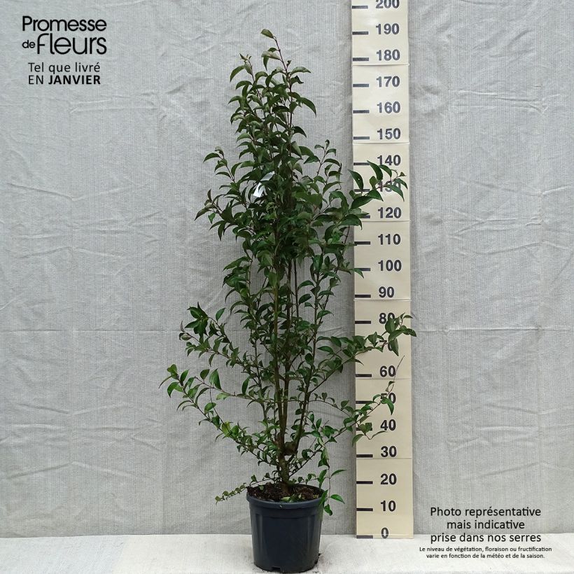 Spécimen de Troène du Japon - Ligustrum japonicum Pot de 7,5L/10L tel que livré en hiver