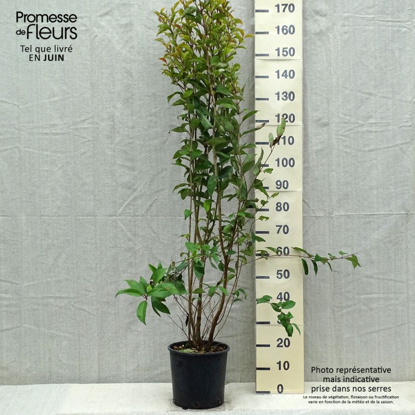 Spécimen de Troène du Japon - Ligustrum japonicum Pot de 7,5L/10L tel que livré au printemps