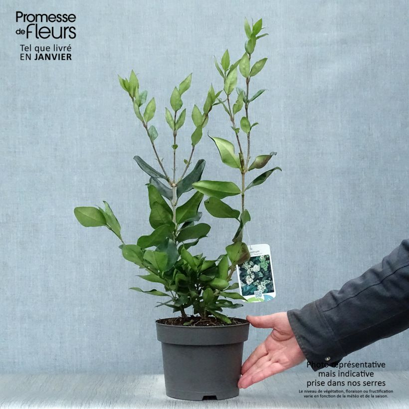 Spécimen de Troène du Texas - Ligustrum japonicum Texanum Pot de 2L/3L tel que livré en hiver