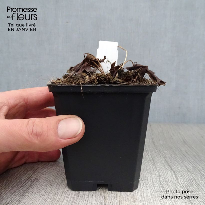 Spécimen de Trolle - Trollius chinensis Golden Queen Godet de 8/9 cm tel que livré en hiver