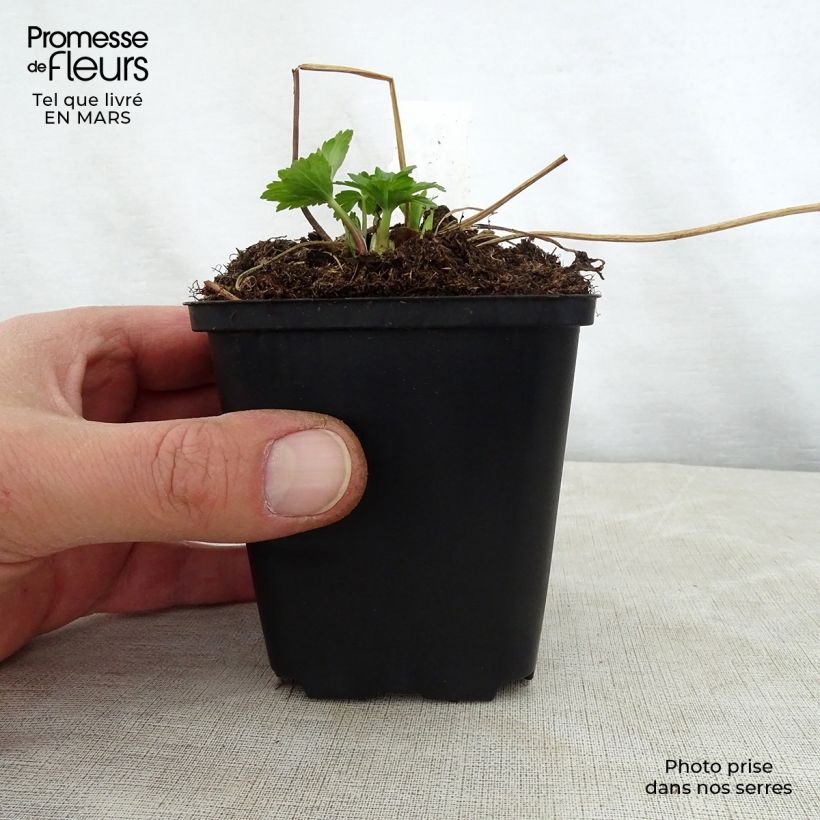 Spécimen de Trolle - Trollius cultorum Cheddar Godet de 8/9 cm tel que livré au printemps