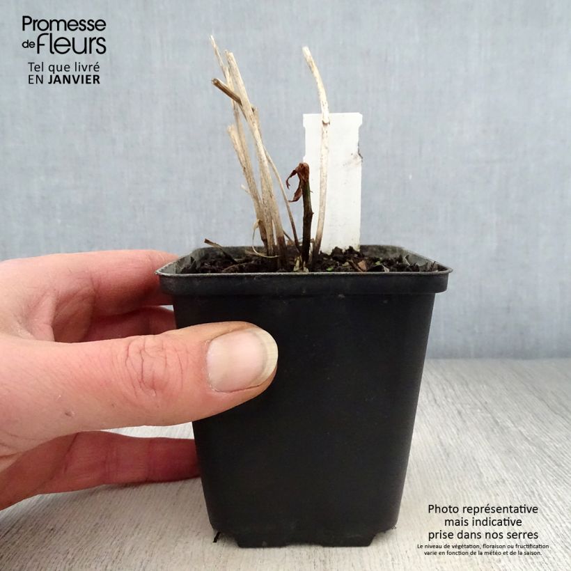 Spécimen de Trolle - Trollius cultorum Cheddar Godet de 8/9 cm tel que livré en hiver