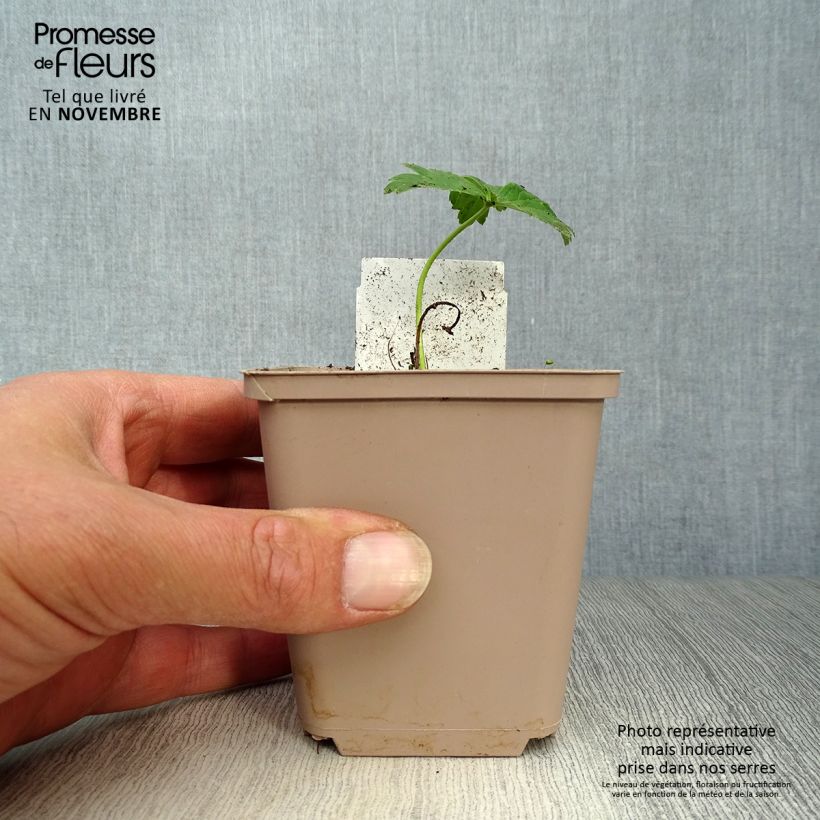 Spécimen de Trollius Alabaster - Trolle hybride Godet de 8/9 cm tel que livré en automne
