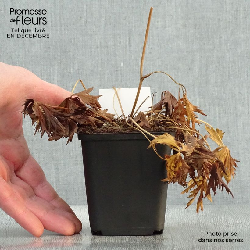 Spécimen de Trollius Alabaster - Trolle hybride Godet de 8/9 cm tel que livré en hiver