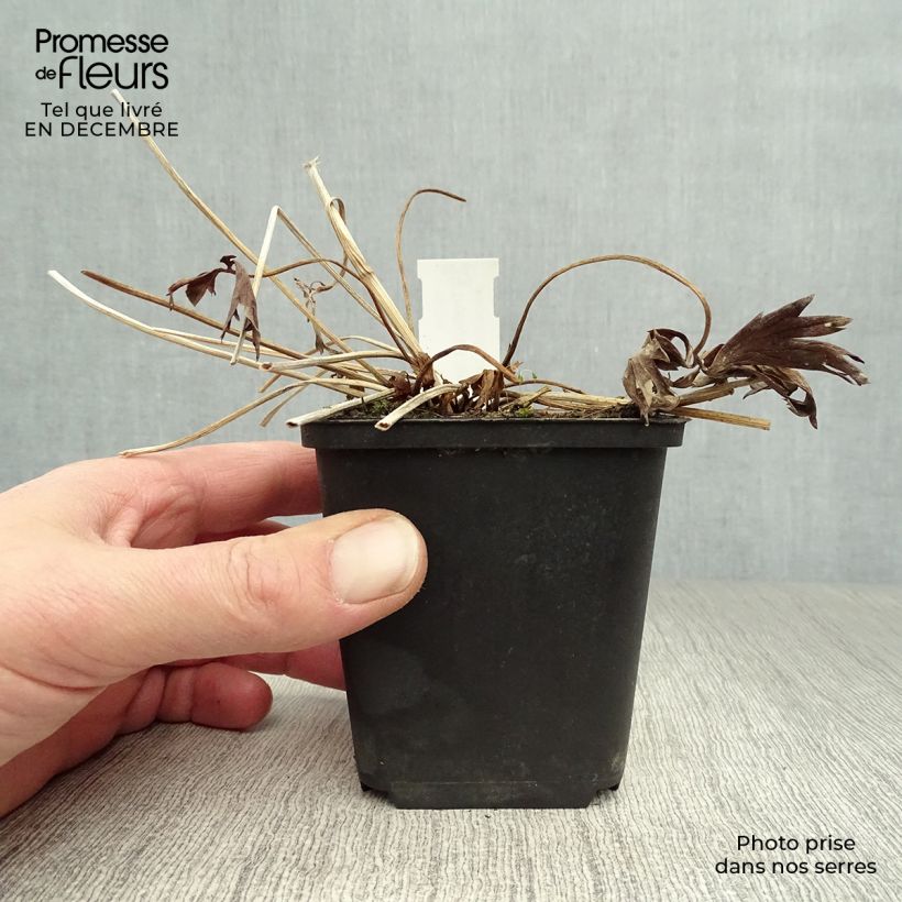 Spécimen de Trollius Lemon Queen - Trolle hybride Godet de 8/9 cm tel que livré en hiver