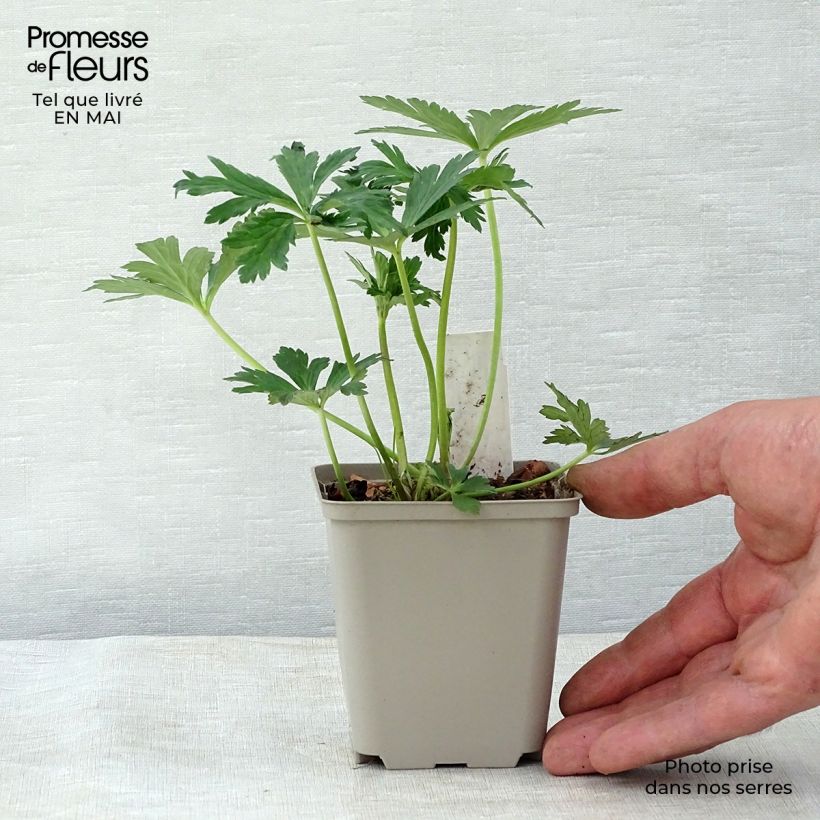 Spécimen de Trollius Lemon Queen - Trolle hybride Godet de 8/9 cm tel que livré au printemps