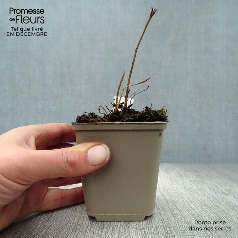 Spécimen de Trollius asiaticus - Trolle d'Asie Godet de 8/9 cm tel que livré en hiver