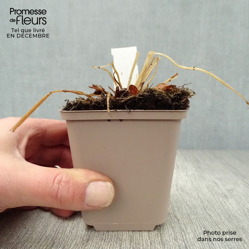 Spécimen de Trolle des montagnes - Trollius europaeus Godet de 8/9 cm tel que livré en hiver