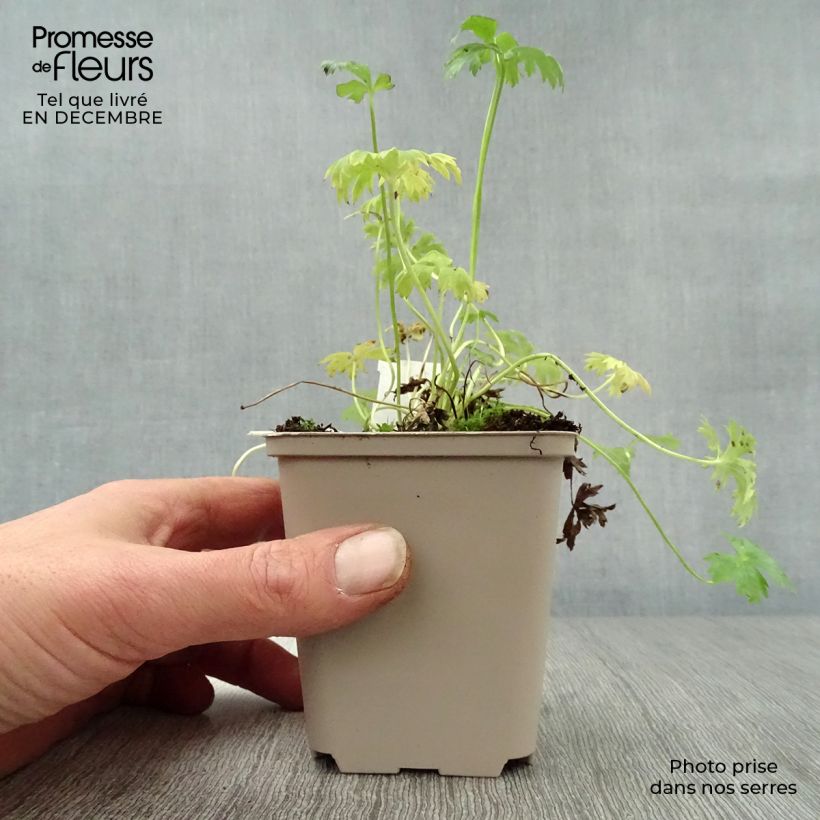 Spécimen de Trolle nain - Trollius pumilus Godet de 8/9 cm tel que livré en hiver