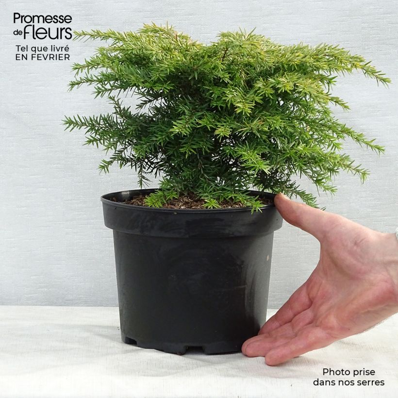 Spécimen de Tsuga canadensis Jeddeloh - Pruche du Canada Pot de 2L/3L tel que livré en hiver