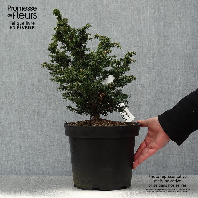 Spécimen de Iris germanica Chateau d Auvers Sur Oise Godet de 8/9 cm tel que livré en hiver