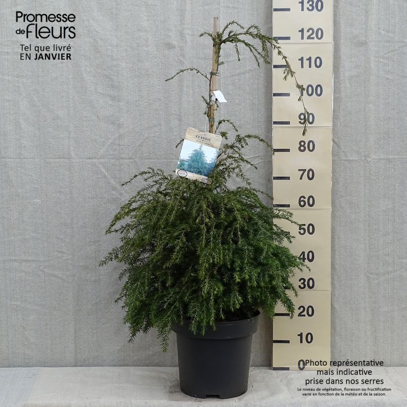 Spécimen de Tsuga canadensis - Pruche du Canada Pot de 3L/4L tel que livré en hiver