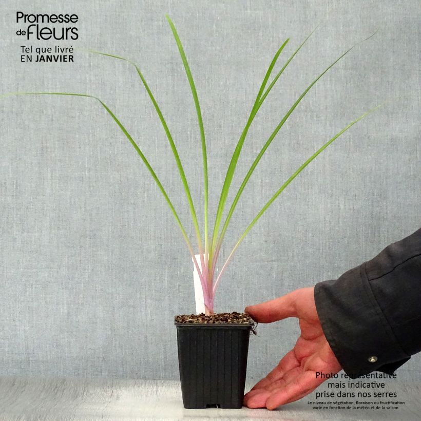 Spécimen de Tulbaghia Flamingo - Tulbaghie Godet de 8/9 cm tel que livré en hiver