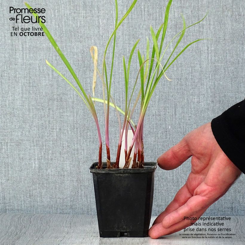 Spécimen de Tulbaghia Flamingo - Tulbaghie Godet de 8/9 cm tel que livré en automne