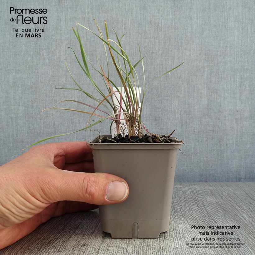 Spécimen de Tulbaghia Purple Eye - Tulbaghie Godet de 8/9 cm tel que livré en hiver