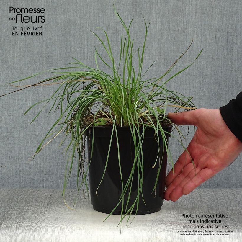Spécimen de Tulbaghia Purple Eye - Tulbaghie Pot de 2L/3L tel que livré en hiver