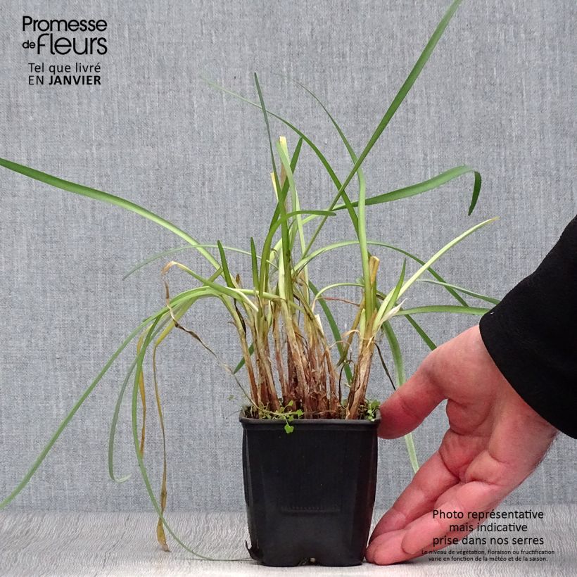 Spécimen de Tulbaghia cominsii Violacea Godet de 8/9 cm tel que livré en hiver