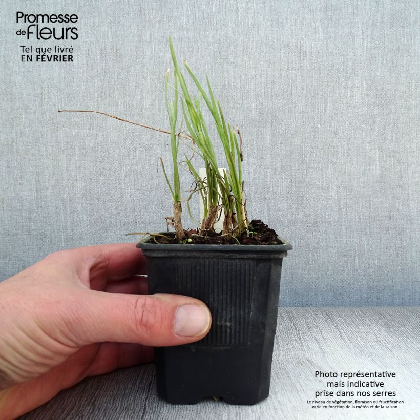 Spécimen de Tulbaghia violacea Ashanti Godet de 8/9 cm tel que livré en hiver