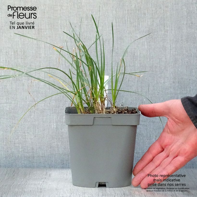 Spécimen de Tulbaghia violacea Ashanti Pot de 2L/3L tel que livré en hiver