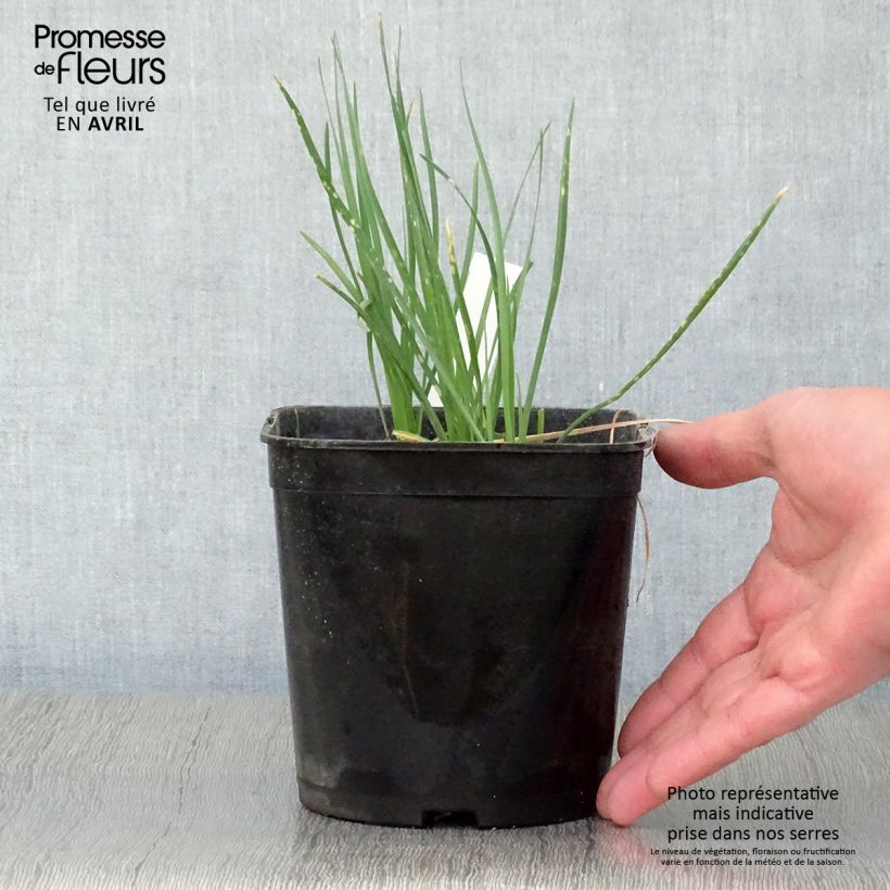 Tulbaghia violacea Ashanti Vaso da 2L/3L esemplare consegnato in primavera