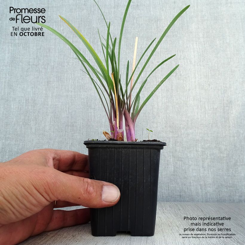 Spécimen de Tulbaghia violacea Kilimanjaro Godet de 8/9 cm tel que livré en automne