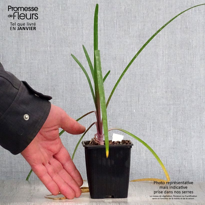 Spécimen de Tulbaghia violacea Kilimanjaro Godet de 8/9 cm tel que livré en hiver