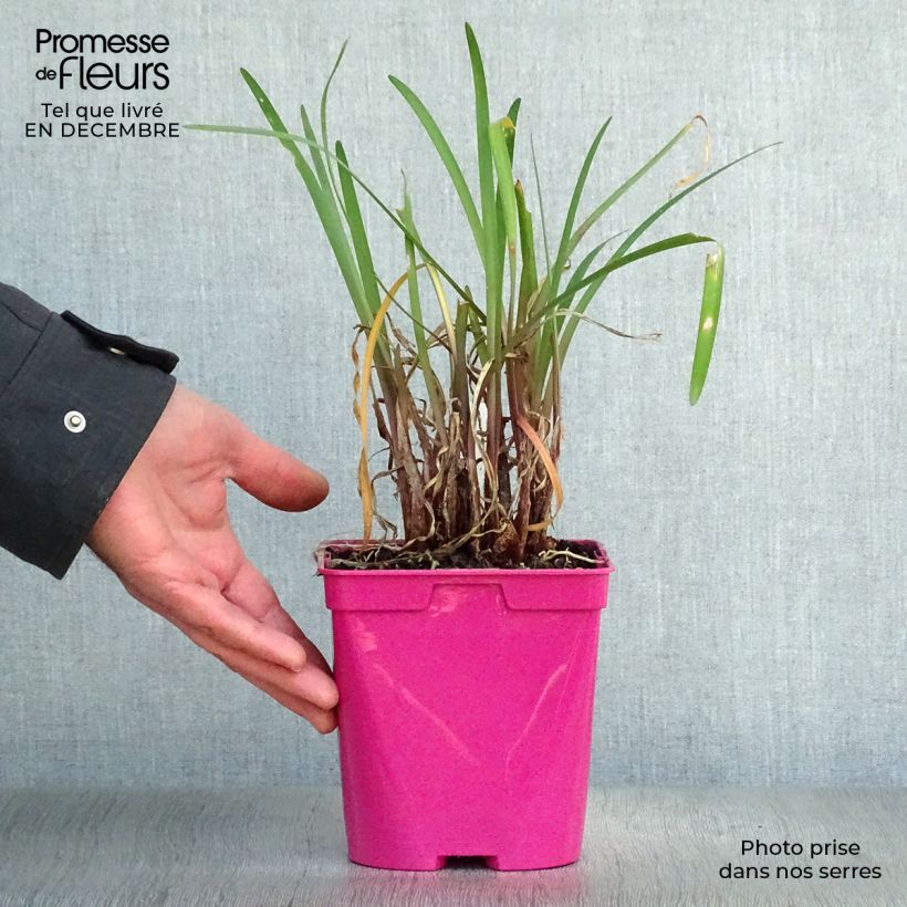 Spécimen de Tulbaghia violacea Kilimanjaro Pot de 2L/3L tel que livré en hiver