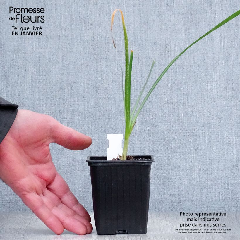 Spécimen de Tulbaghia violacea Pearl - Tulbaghie Godet de 8/9 cm tel que livré en hiver