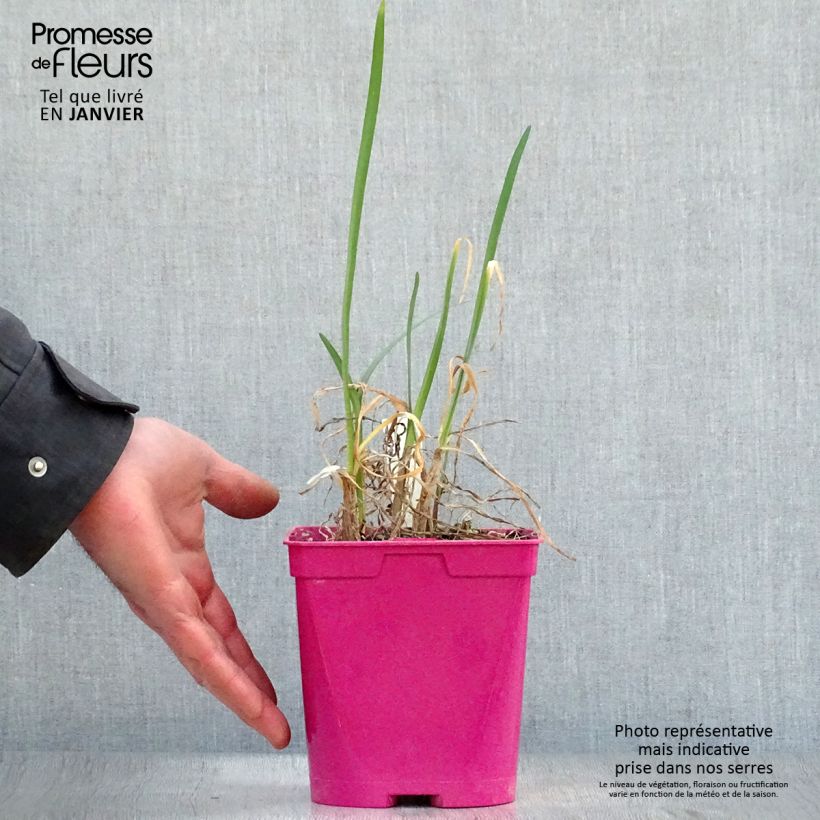 Spécimen de Tulbaghia violacea Pearl - Tulbaghie Pot de 2L/3L tel que livré en hiver