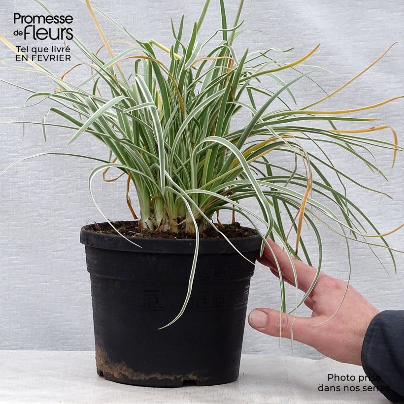 Spécimen de Tulbaghia violacea Silver Lace - Thulbaghie Pot de 2L/3L calibre I tel que livré en hiver