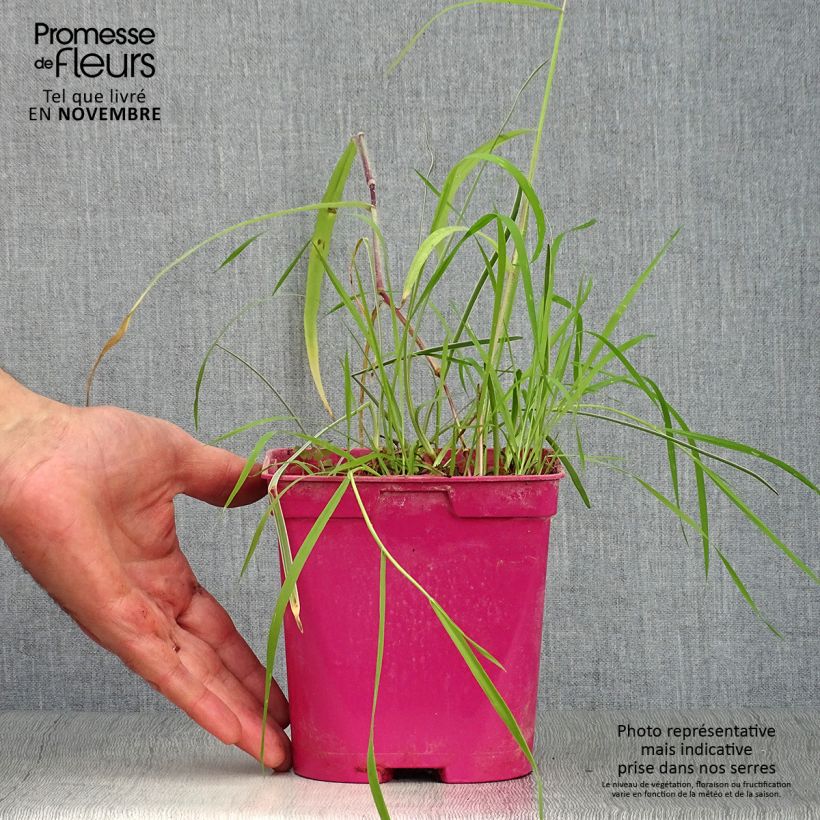 Spécimen de Tulbaghia violacea Silver Lace - Thulbaghie Pot de 2L/3L calibre I tel que livré en automne