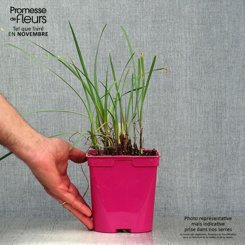 Spécimen de Tulbaghia violacea - Tulbaghie Pot de 2L/3L tel que livré en automne