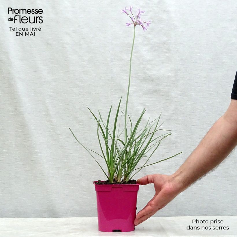 Spécimen de Tulbaghia violacea Silver Lace - Thulbaghie Pot de 2L/3L calibre I tel que livré au printemps