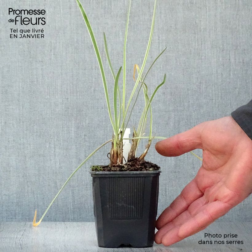 Spécimen de Tulbaghia violacea Silver Lace - Thulbaghie Godet de 8/9 cm tel que livré en hiver