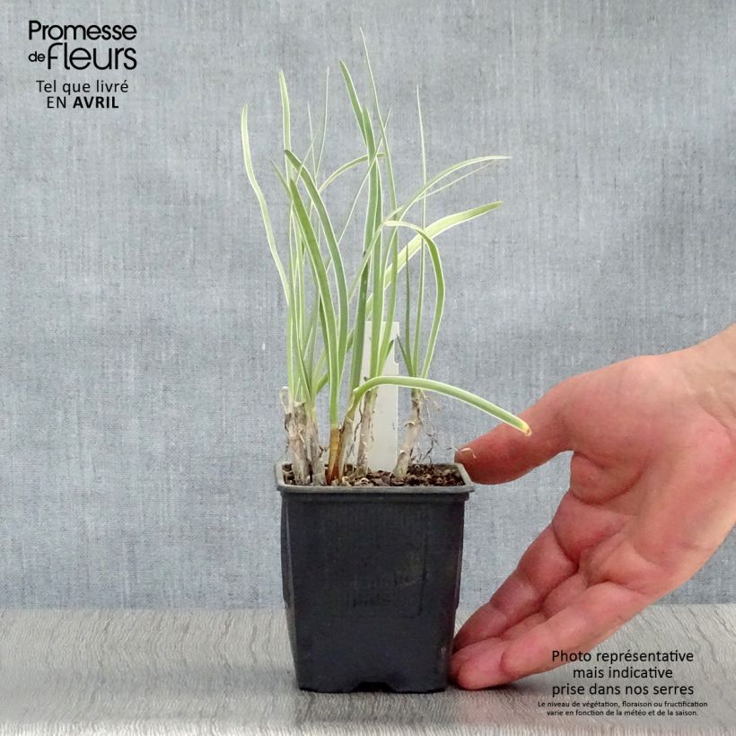 Spécimen de Tulbaghia violacea Silver Lace - Thulbaghie Godet de 8/9 cm tel que livré au printemps