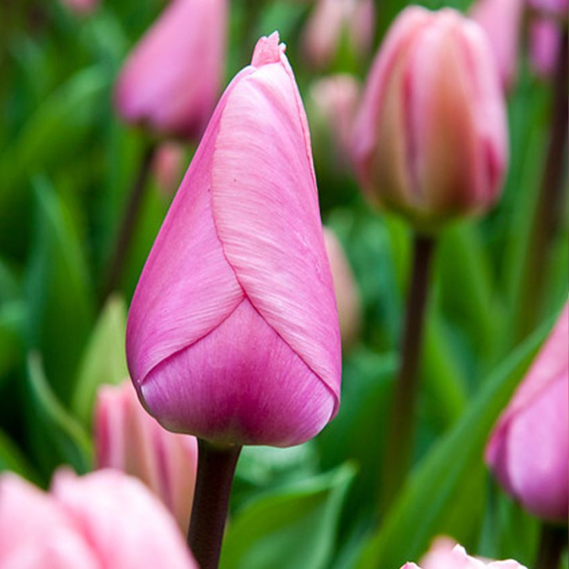 Tulipe Darwin Big Love (Floraison)
