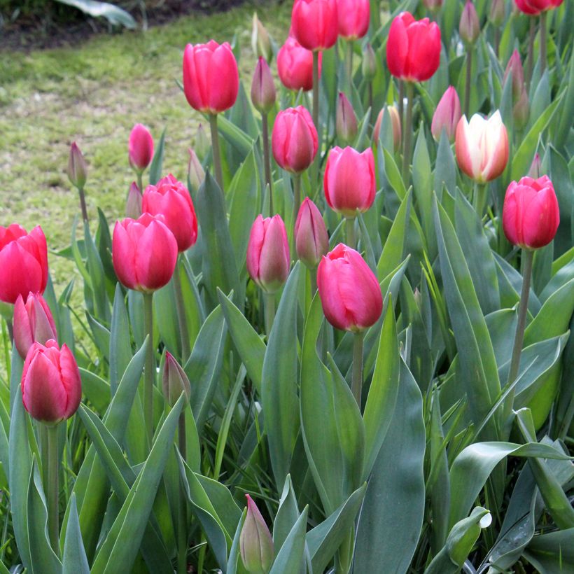 Tulipe Darwin Cherry Delight (Port)