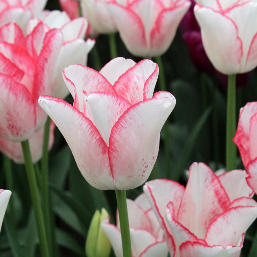 Tulipe Triomphe Beauty Trend (Floraison)