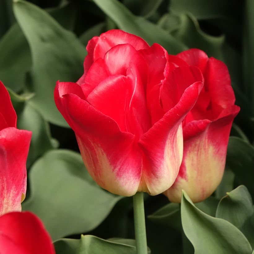 Tulipe Triomphe Match (Floraison)