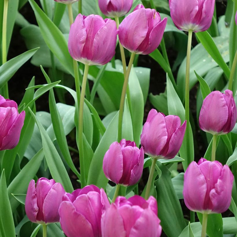 Tulipe Triomphe Négrita (Floraison)