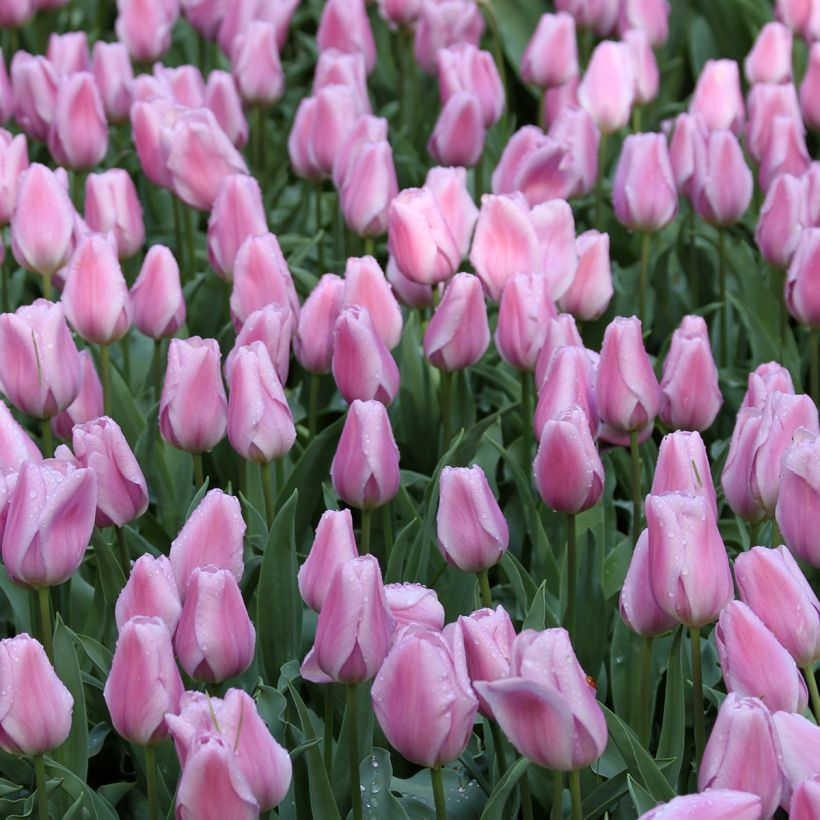 Tulipe Triomphe Synaeda Amor (Floraison)