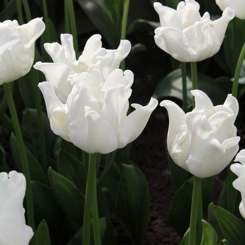 Tulipe Triomphe White Liberstar (Floraison)