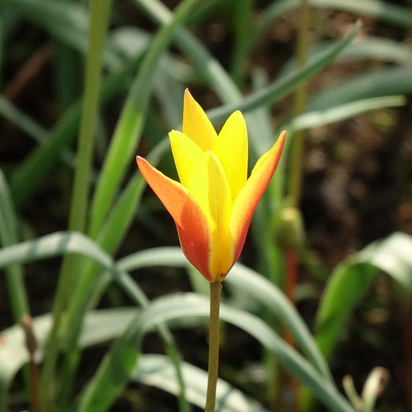 Tulipe botanique clusiana chrysantha Tubergen Gem (Floraison)