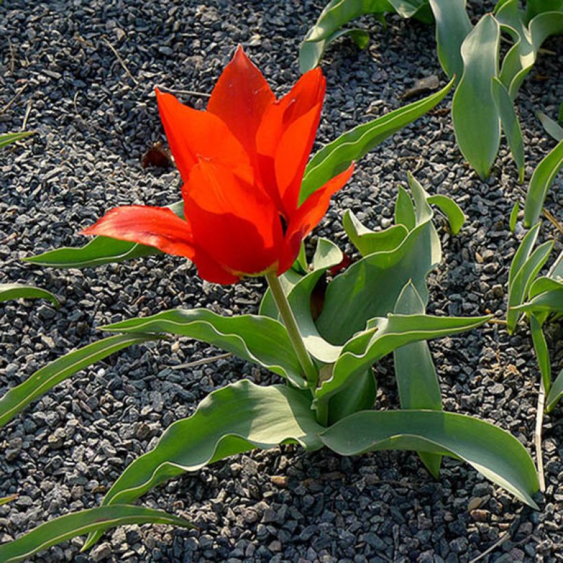 Tulipa eichleri (Hábito)