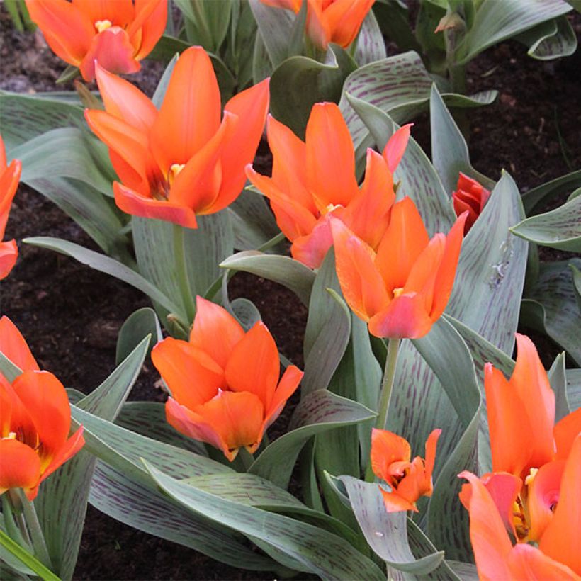 Tulipa greigii Toronto (Hábito)